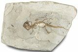 Fossil Salamander (Chelotriton) w/ Last Meal - Gračanica, Bosnia #317499-1